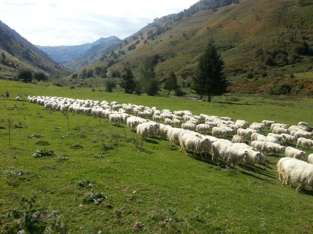 Gite De Montagne Du Plateau De Lhers- Accueil Randonneurs Accous Exteriör bild